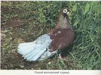 Фото Московський сірий турман