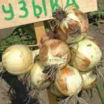 Фото Музика F1