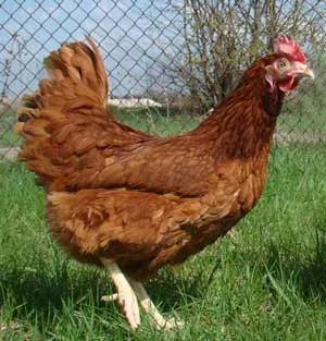 Слобожанська