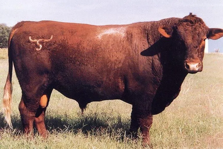 Амеріфакс (Amerifax)