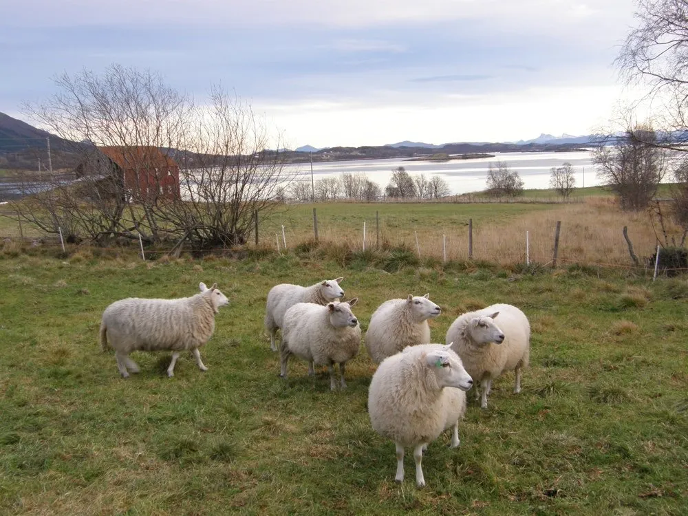 Стейгар (Steigar)