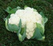 Фото Авізо F1 / Aviso F1