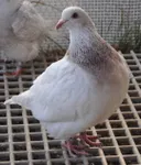 Фото Тексан