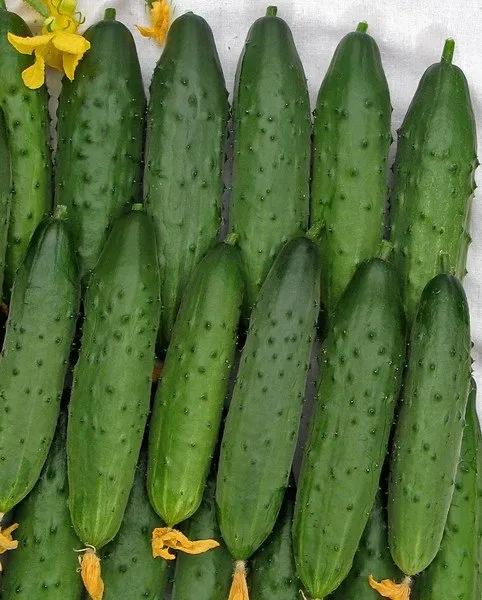 Північне сяйво F1