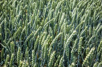 Сорти злакових Краснодарська 99