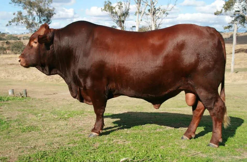 Белмонтська Червона