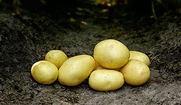 Мікадо (Mikado)