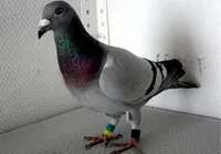 Фото Бельгійський поштовий