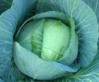 Сорти капусти Рамада F1