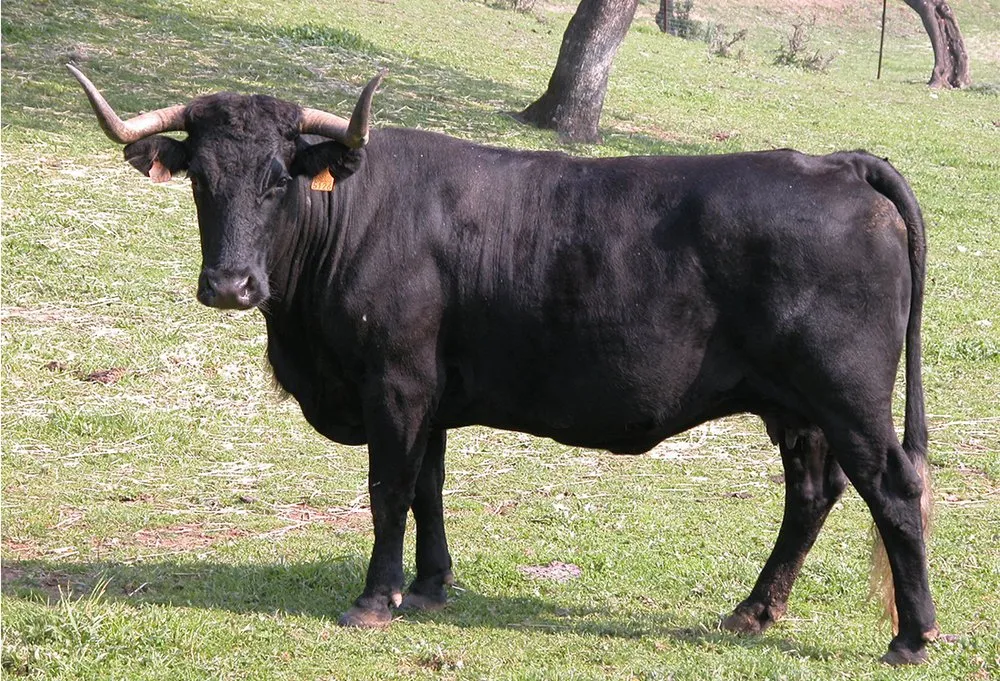 Андалузька чорна