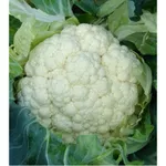 Фото Новарія F1 / Novaria F1