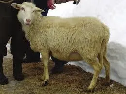 Бовська (Bovska)