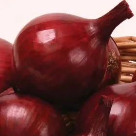 Сорти цибулі Чорний принц цибуля