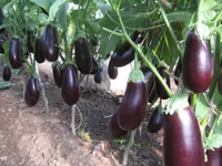 Фото Боярин F1