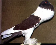 Фото Баварський дутий