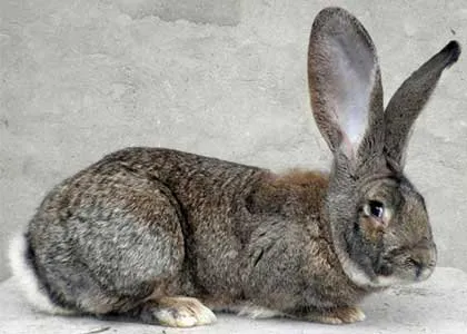 Сірий велетень (великан)