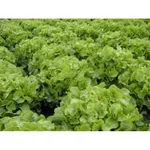 Фото Дубаголд / Dubagold