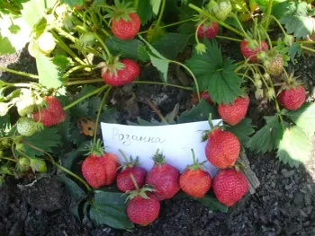 Сорти полуниці Розана Київська