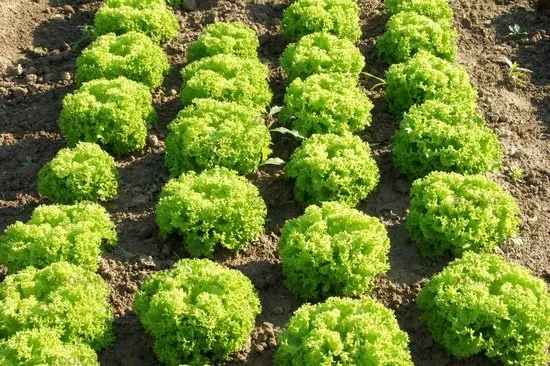 Касабелла / Casabella