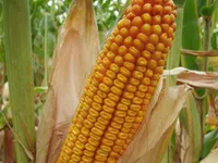 Фото Агральп 260 / Agralp 260