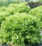 Фото Єралаш