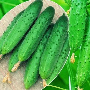 Олімпіада F1