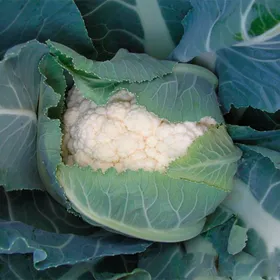 Сорти капусти Наутілус F1 / Nautilus F1