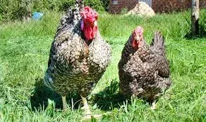 Породи курей Українська зозуляста