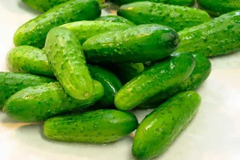 Статті користувачів Агротехніка та размноження огірків