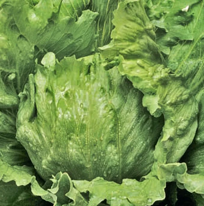 Лагунас РЦ / Lagunas RZ