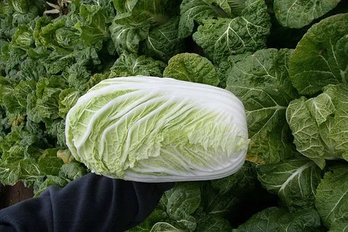 Конкорд F1 / Concord F1