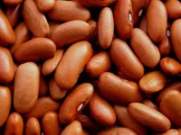 Фото Квасоля від виробника. В наявності великі обсяги різних сортів