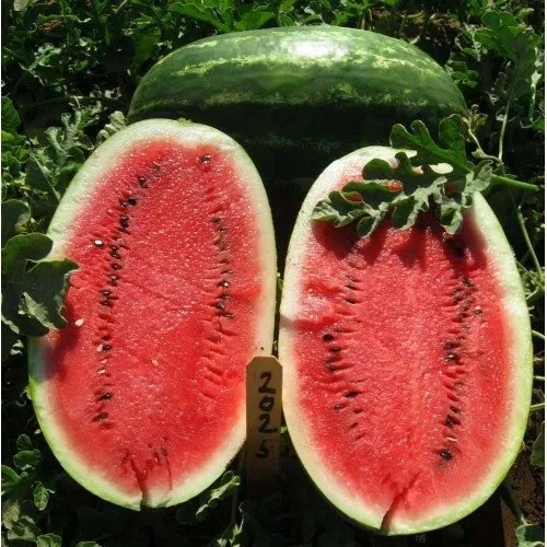 Ерлі Саманта F1 / Early Samanta F1