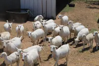 Фото Королівська Біла (Royal White)