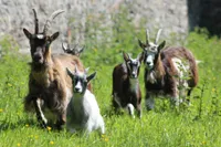 Фото Ірландська