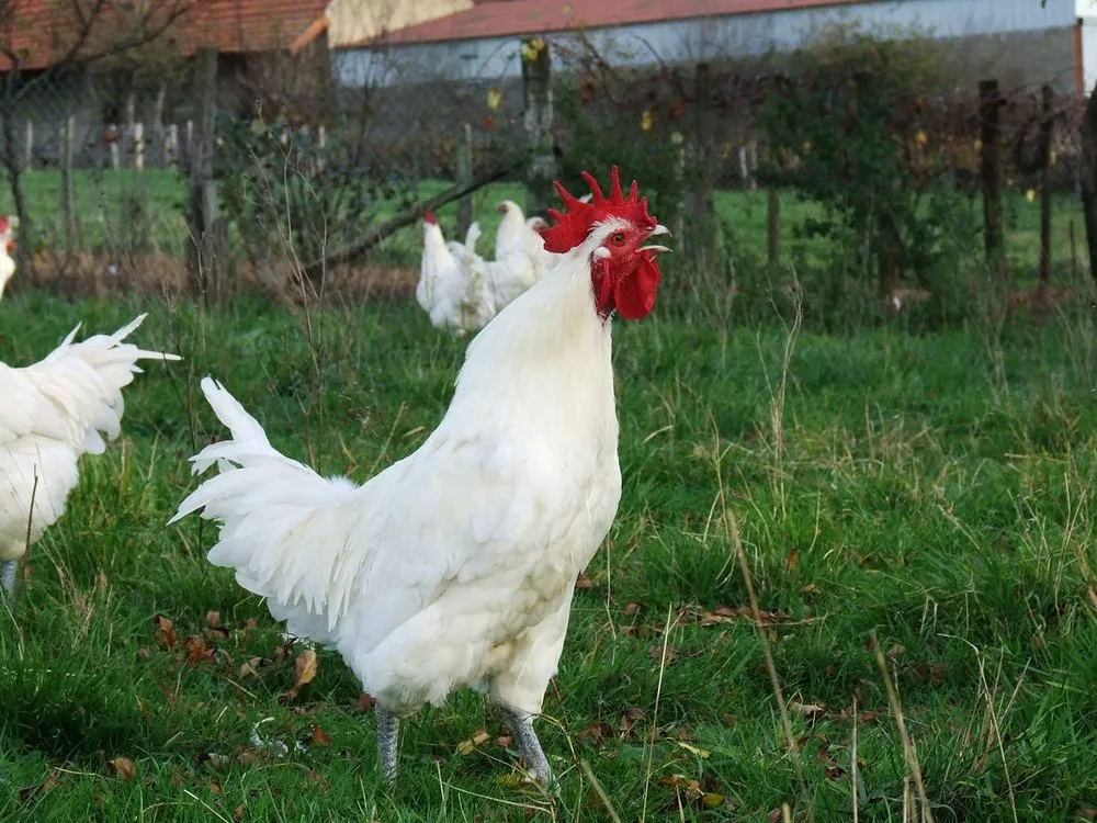 Бресс-Гальська (Bresse)