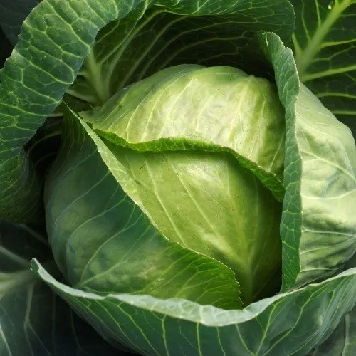 Кевін F1 / Kevin F1