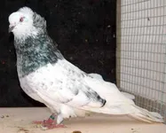 Фото Монтобан