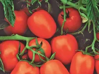 Фото Чіблі F1 (Chibli F1)