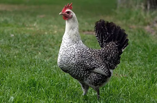 Фаюмі (Файомі, Fayoumi)