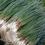 Фото Лонг Уайт Кошигая