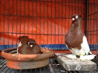 Фото Альтстамер