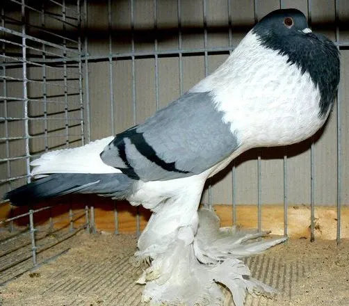 Баварський дутий