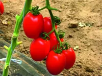 Фото Россано F1 (Rossano F1)