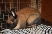 Фото Тюрінгський