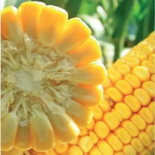 ЛГ 3475 (LG 34.75)