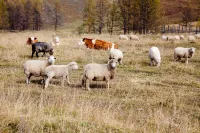 Фото Алтай (Altai)