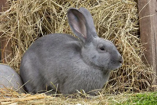 Бевернський