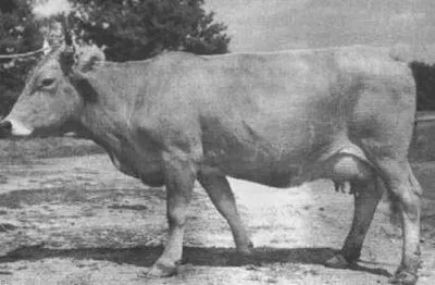 Лебединська