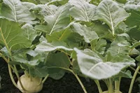 Фото Корист F1